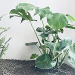 ins风室内植物