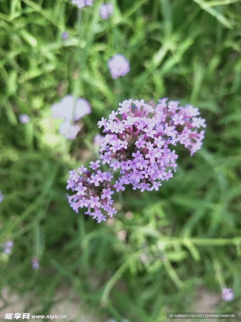花