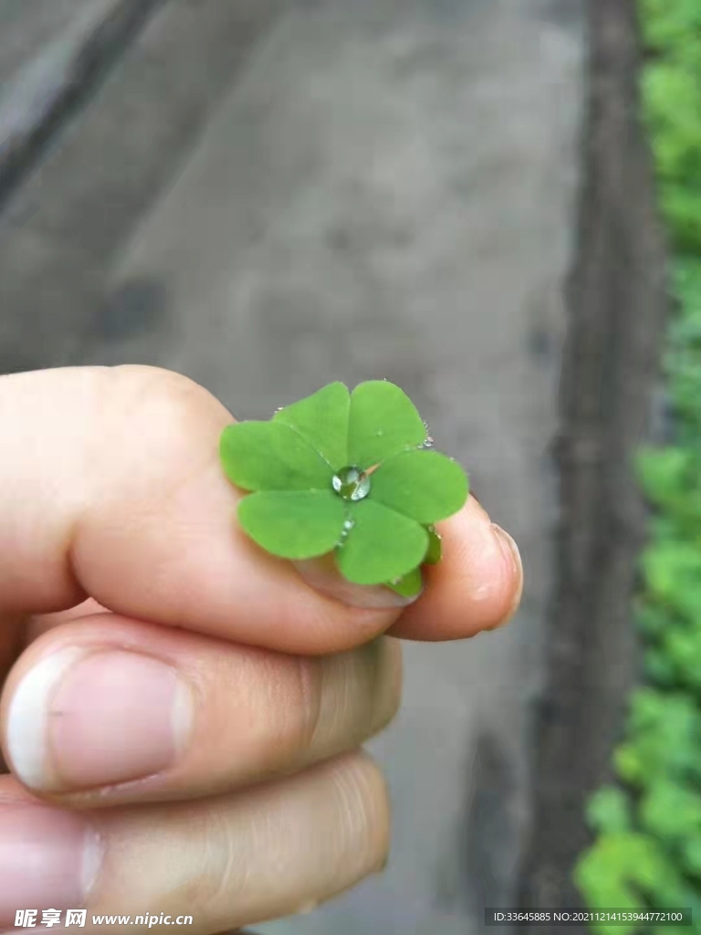 露珠酢浆草 