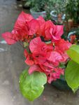 鲜花 雨露 