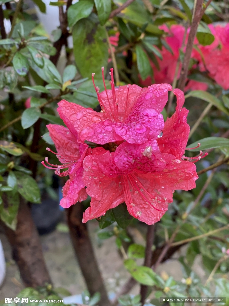 鲜花 雨露