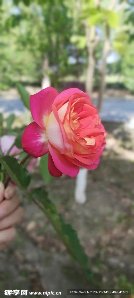 月季
