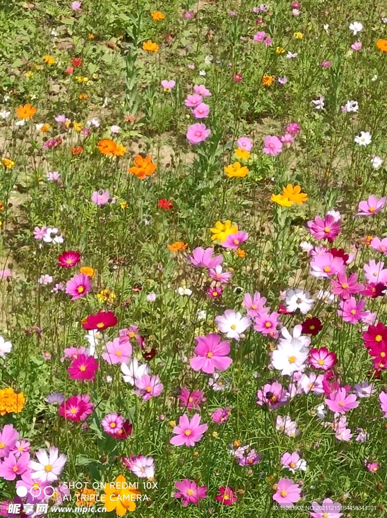 粉色小花1