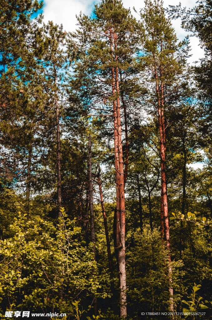 丛林