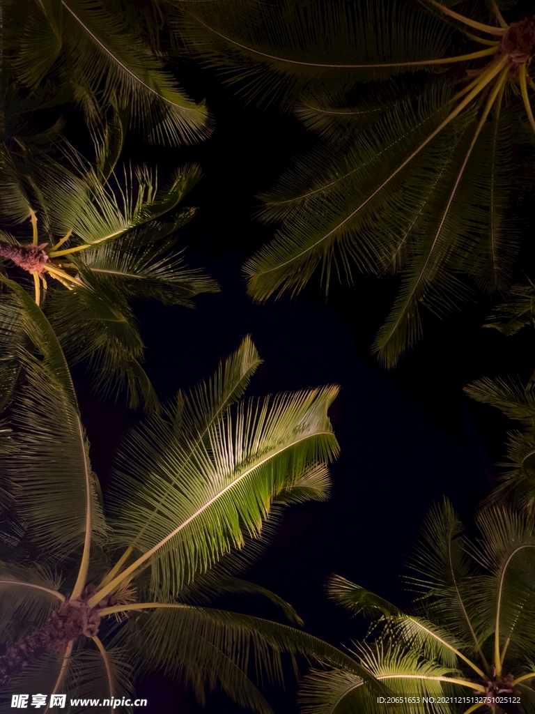 植物叶子