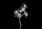 黑白花