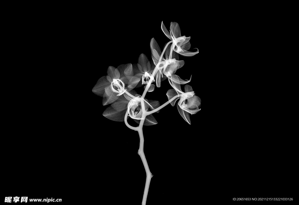 黑白花