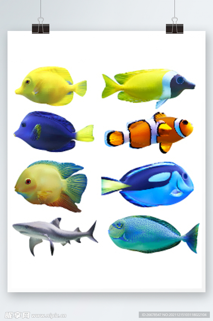 海鱼矢量