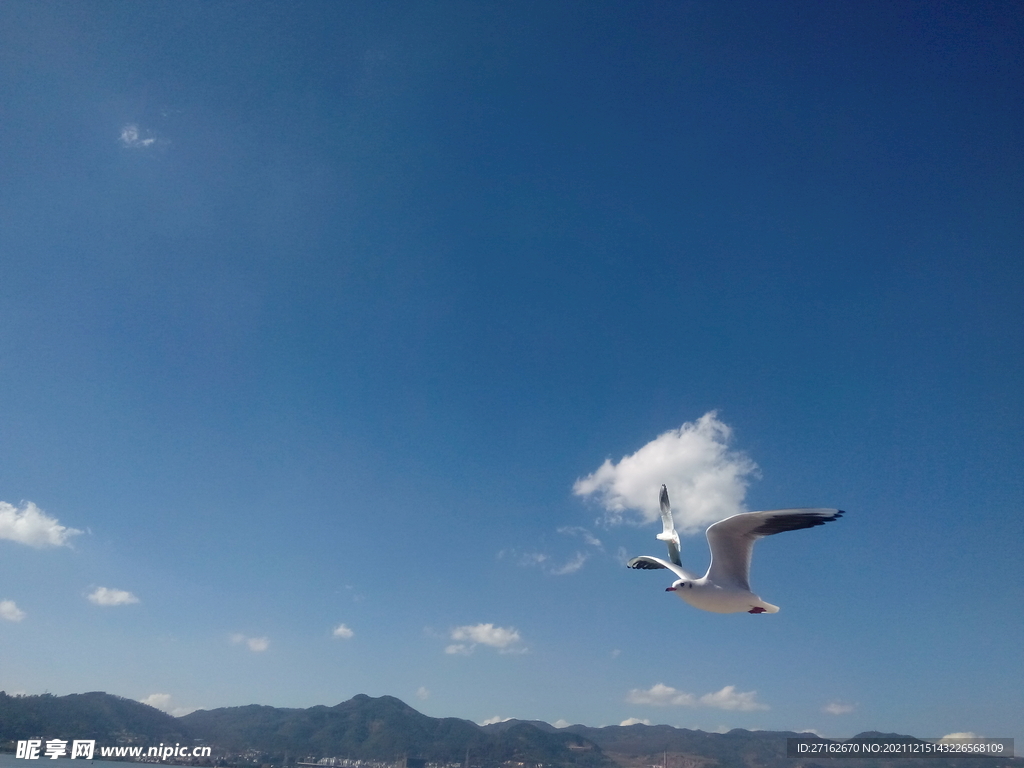 海鸥
