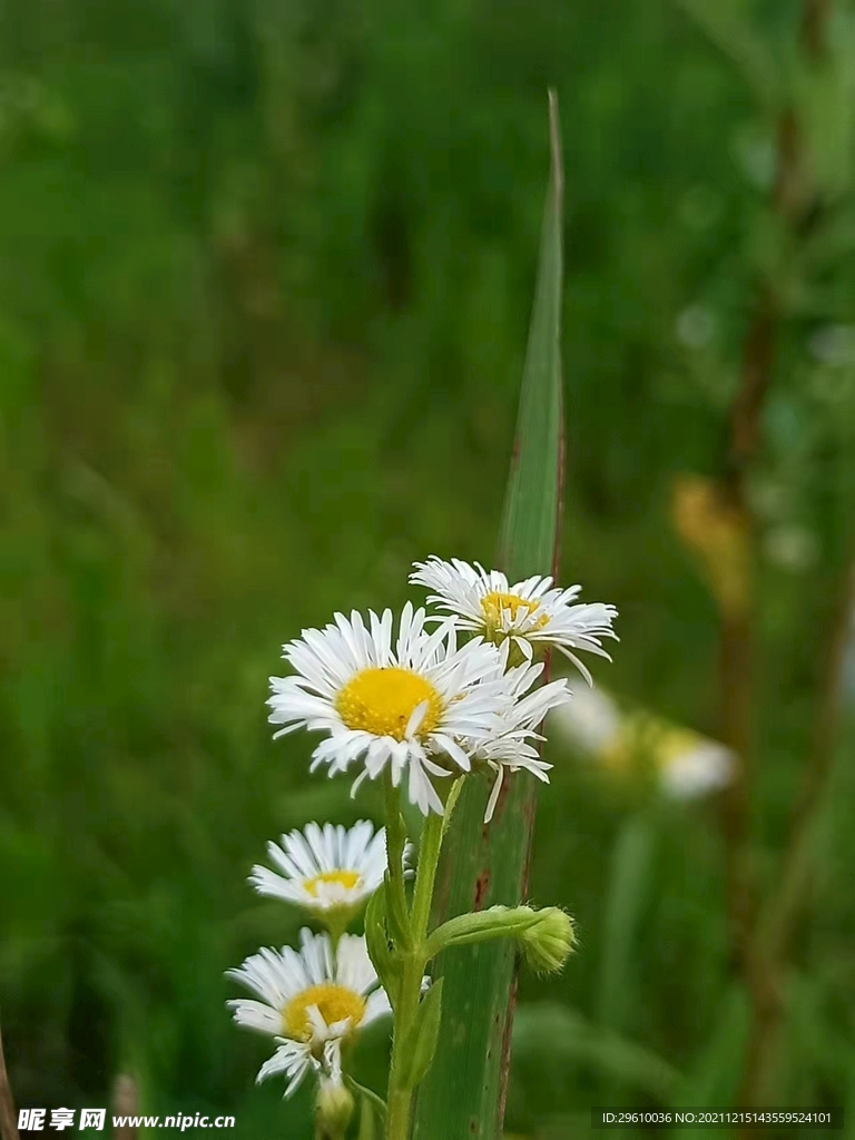 野外的小菊花