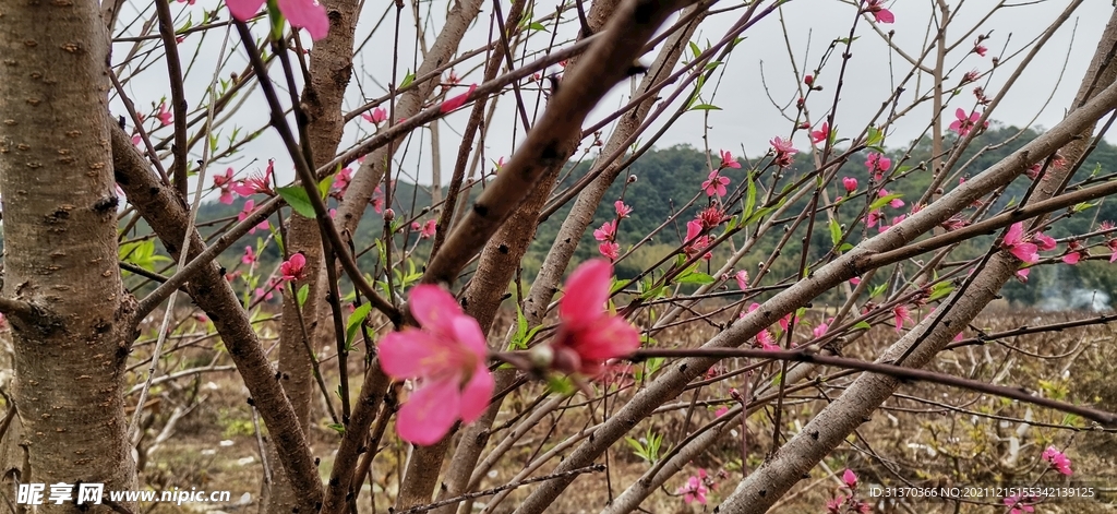 桃花 