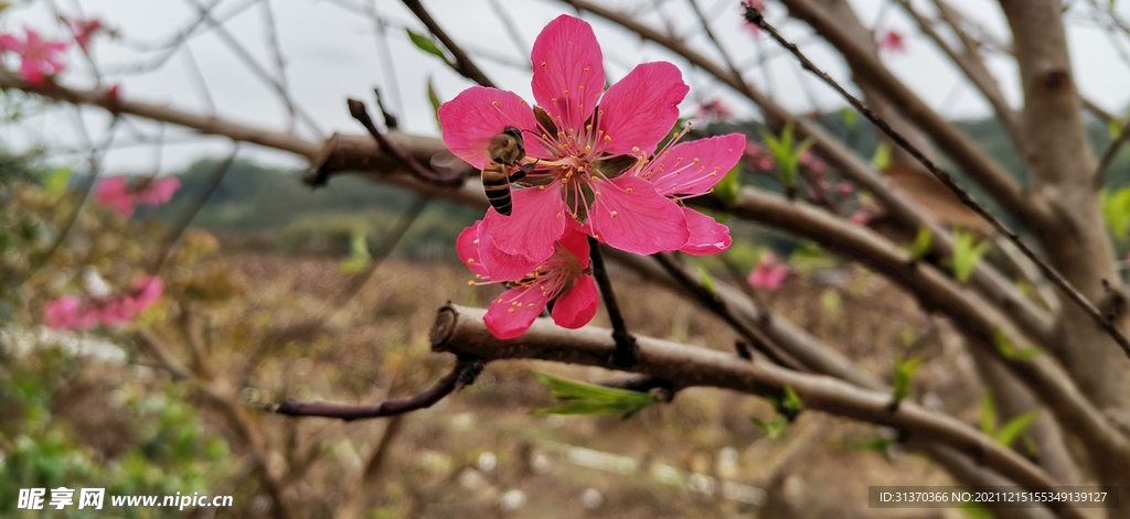 桃花