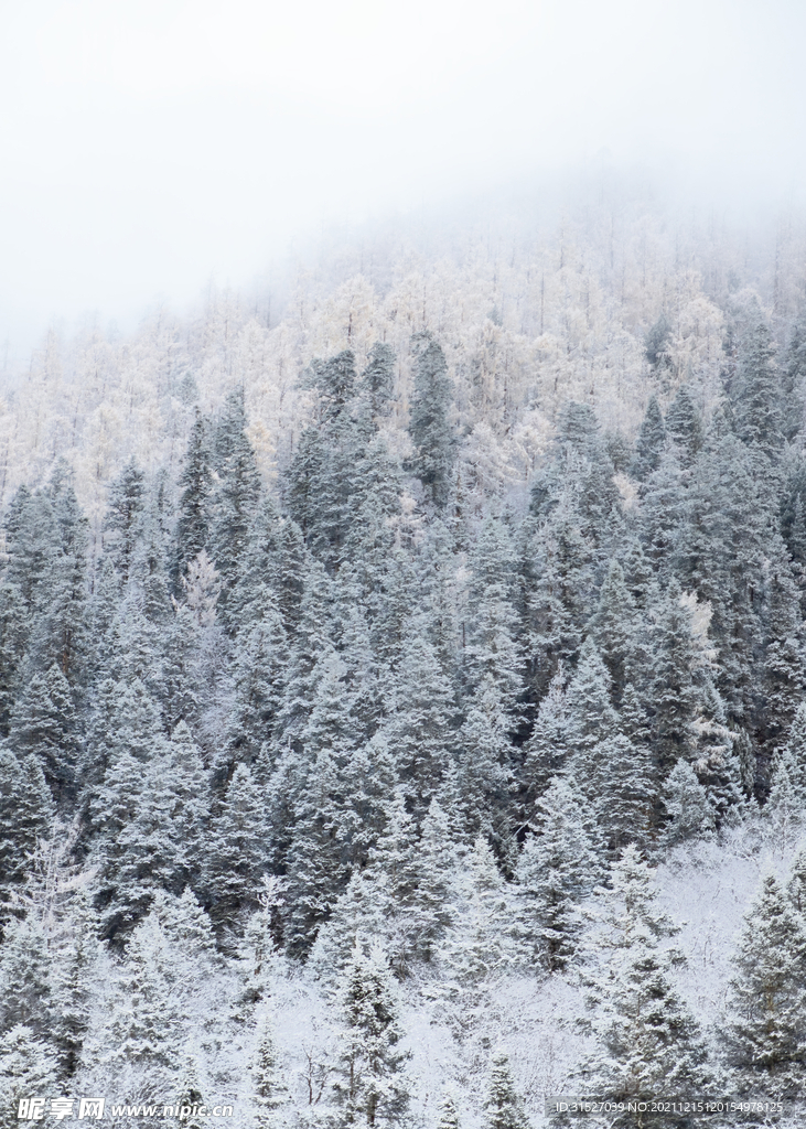 雪后森林