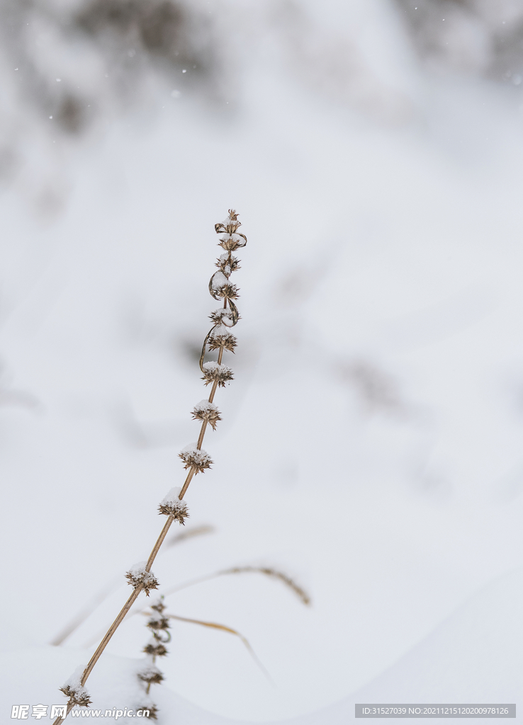 雪中植物特写