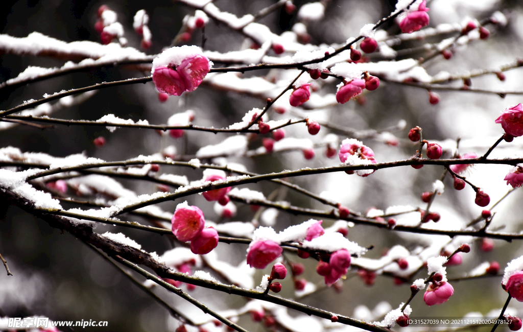 雪中梅花摄影图