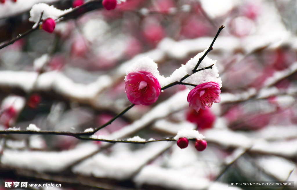 雪中梅花