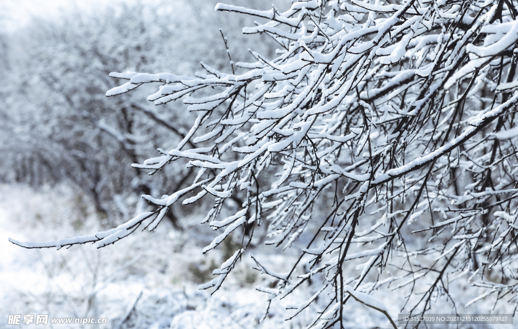 雪后树枝摄影图