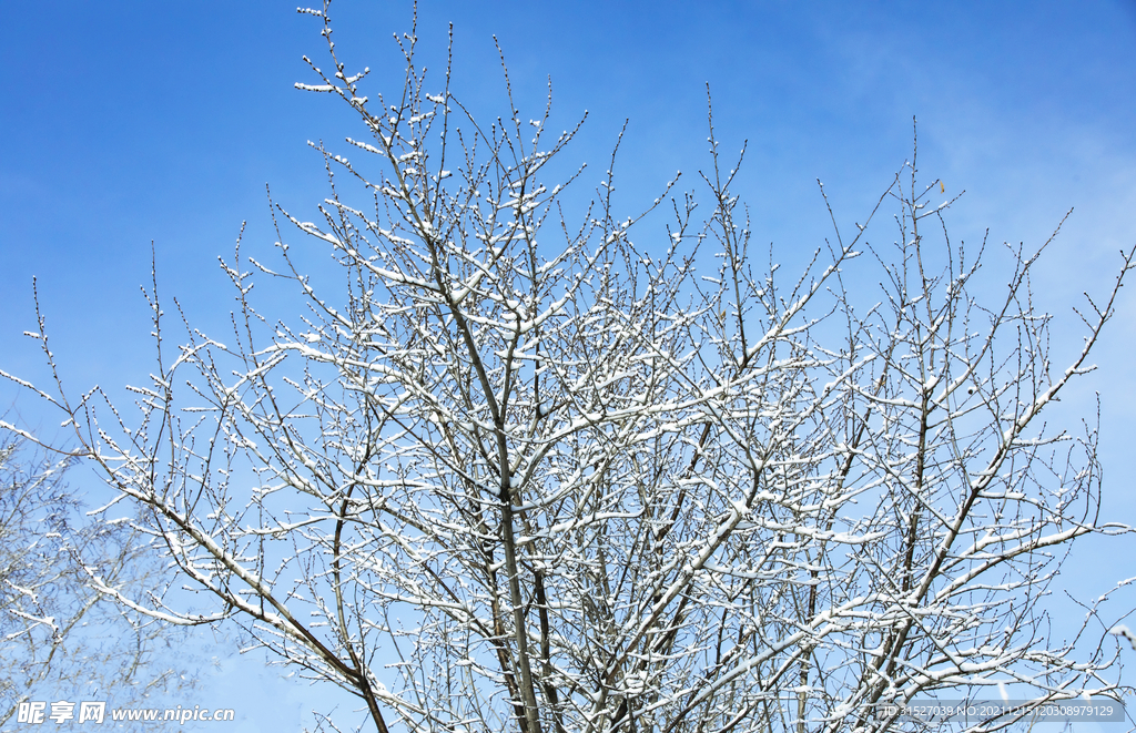 白雪覆盖的枝叶