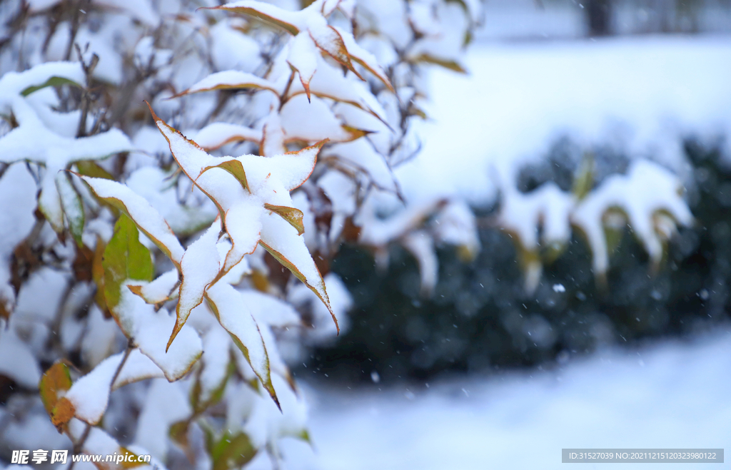 雪压树枝摄影图