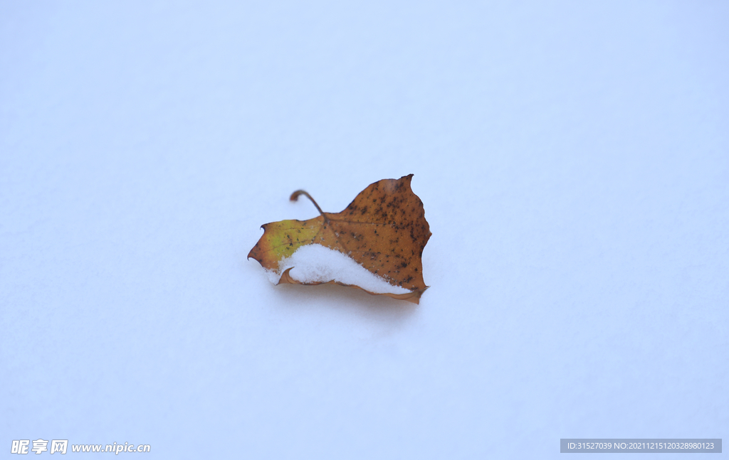 雪地上的一片枫叶特写