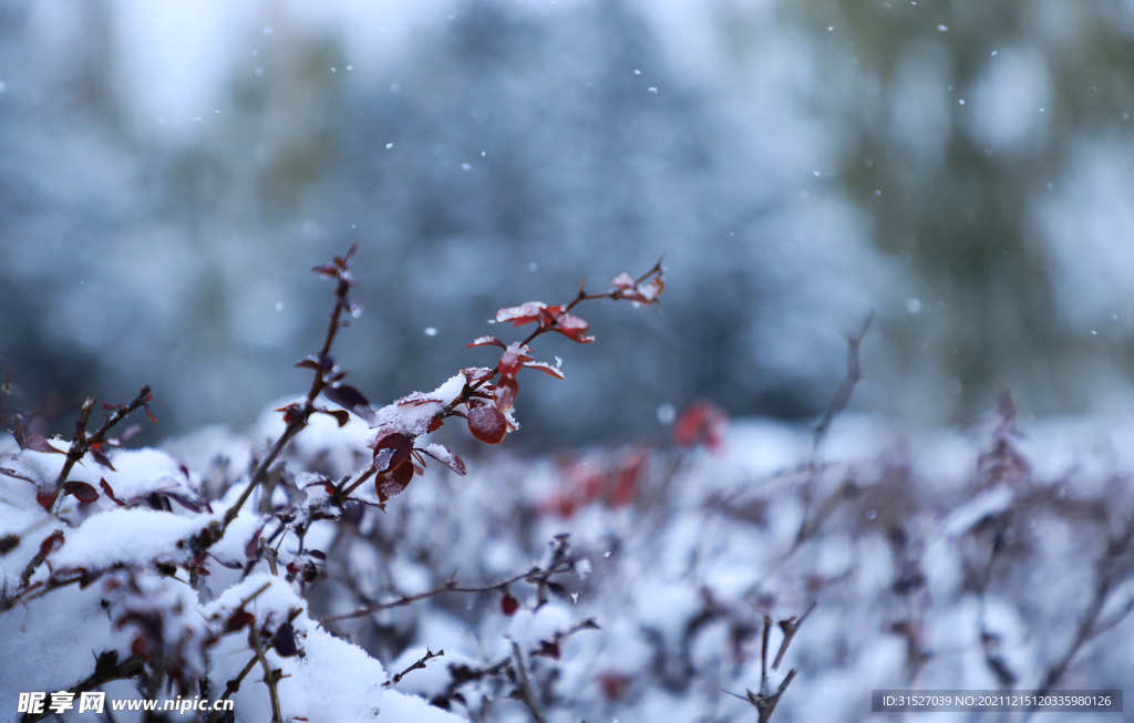 雪中植物摄影图