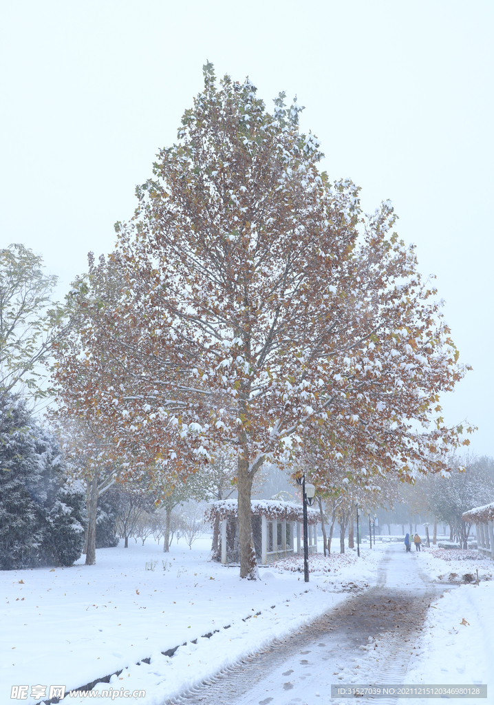 雪后松树摄影图