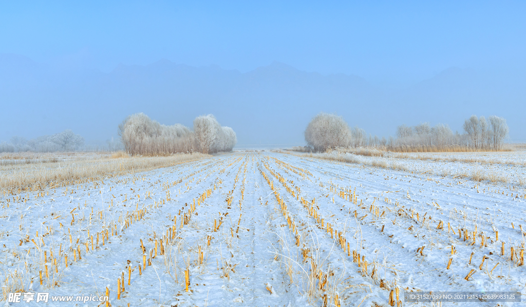 雪后田地摄影图