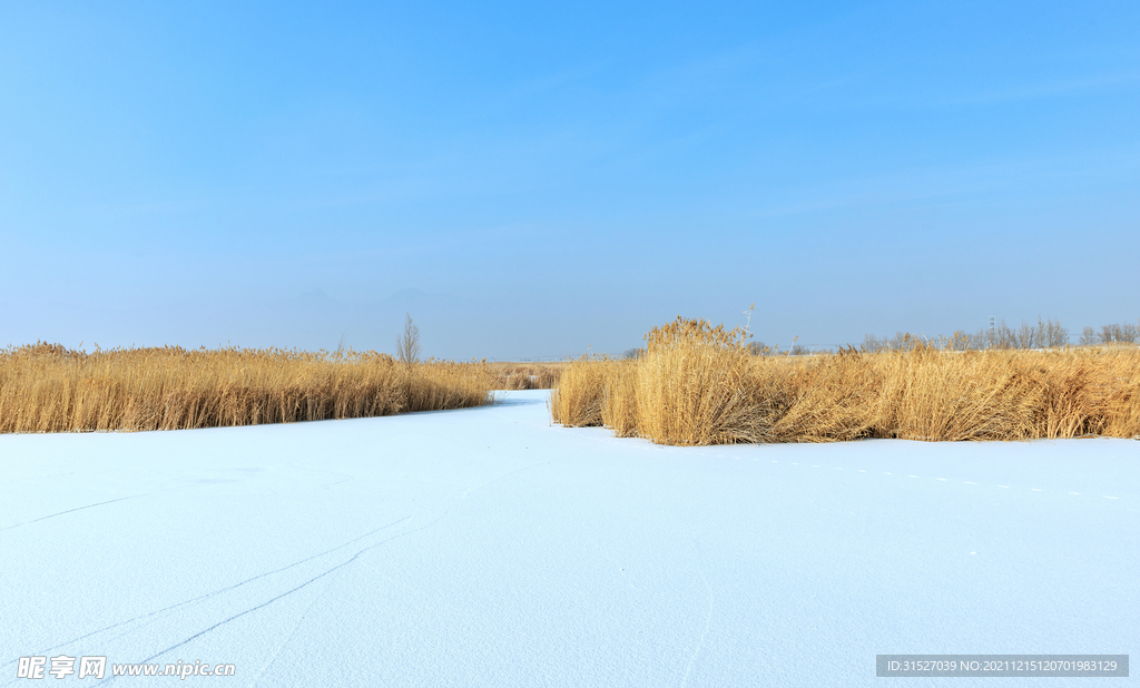 被雪覆盖的麦地摄影图