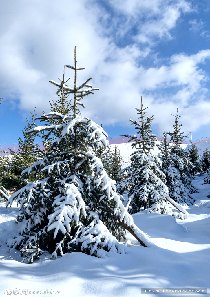 蓝天下被雪覆盖的松树摄影图