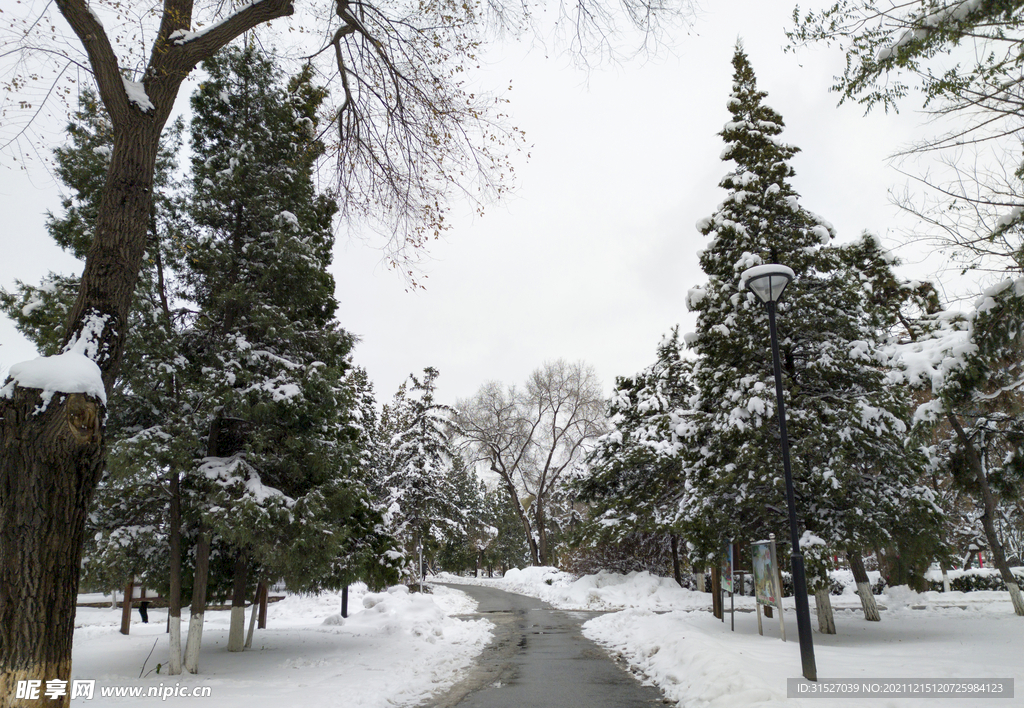 大雪后的森林公园雪景