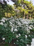 公园 花丛 树木