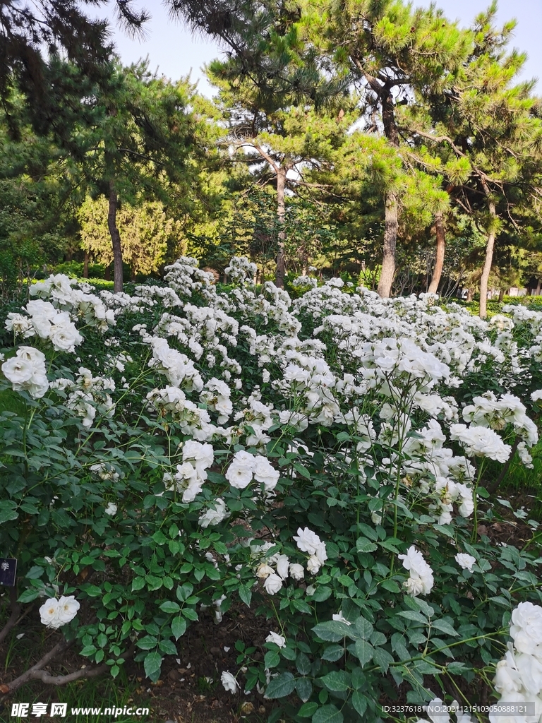 公园 花丛 树木