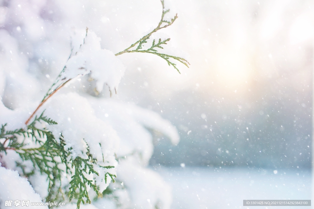 雪中枝杈 