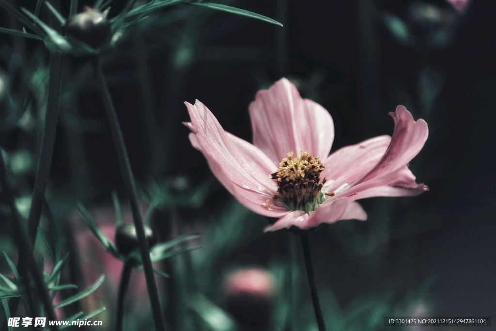 粉色的花