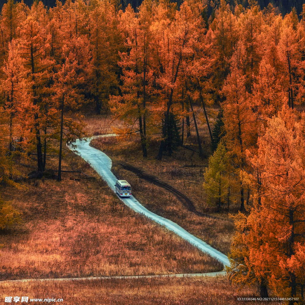 银杏林道路