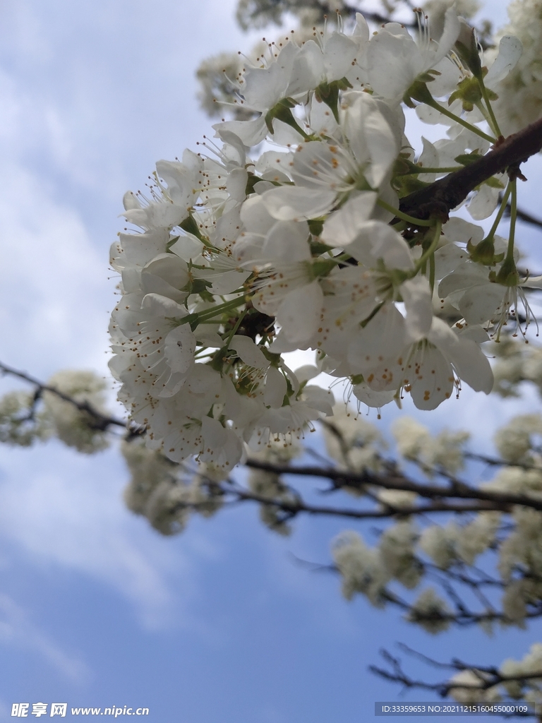 花