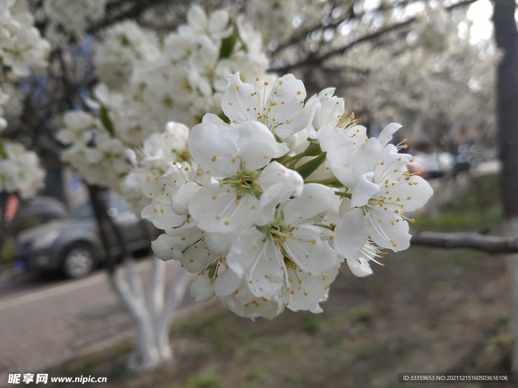 花