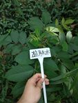盐肤木
