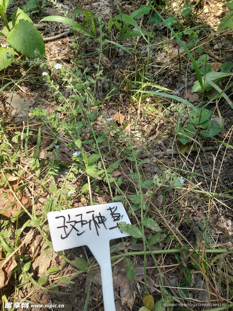 斑种草