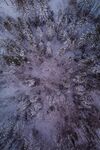 白雪树林无人机俯拍壮丽冬季