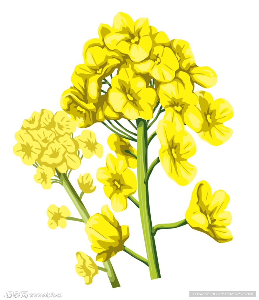 手绘油菜