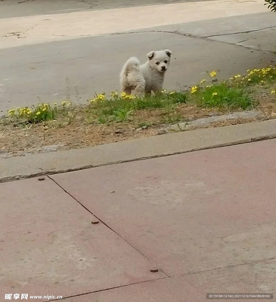 狗狗