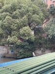 看风景的鸟