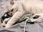 小猫咪