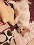 乳白猫