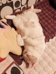 猫咪睡觉