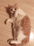 猫咪