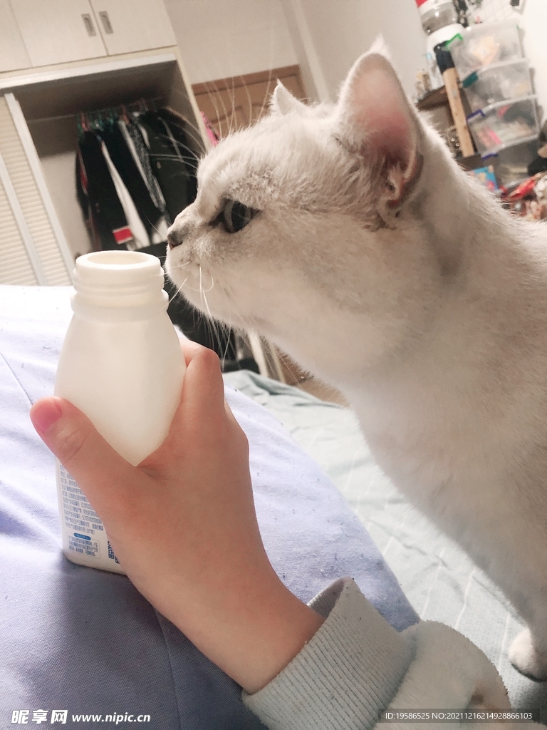 喝酸奶的白猫