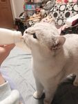吃酸奶猫
