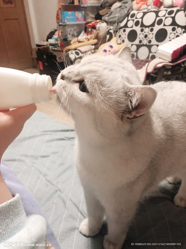 吃酸奶猫